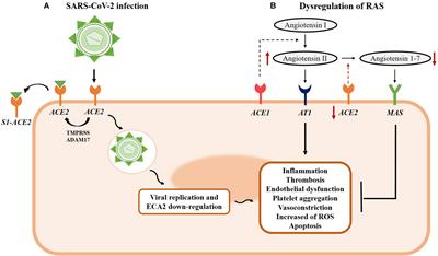 Severe Acute Respiratory Syndrome Coronavirus 2 Infection in Pregnancy. A Non-systematic Review of Clinical Presentation, Potential Effects of Physiological Adaptations in Pregnancy, and Placental Vascular Alterations